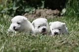 WESTIE 267